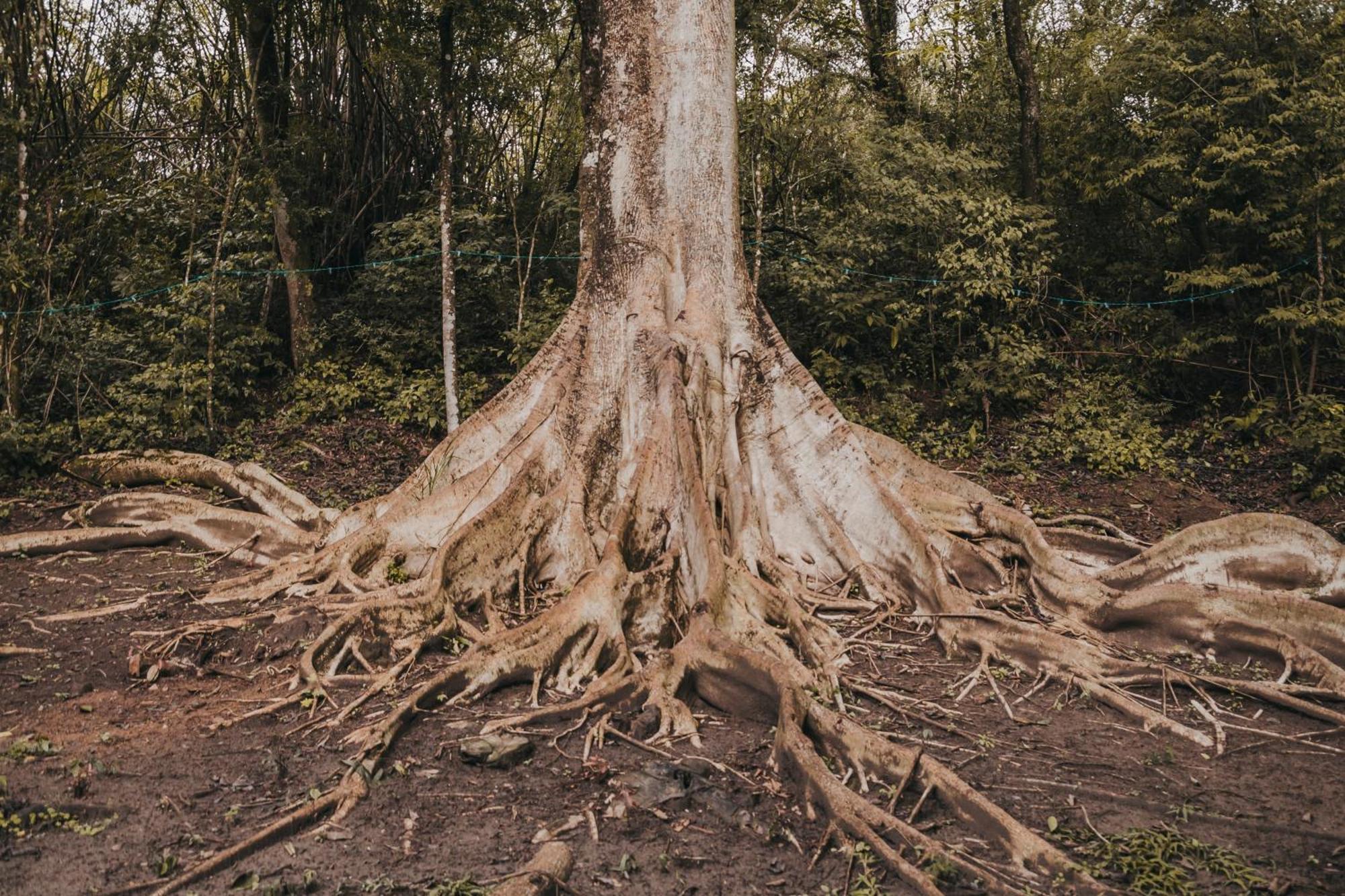 Гостевой дом Fazenda Bosque Belo Bagua Бойтува Экстерьер фото